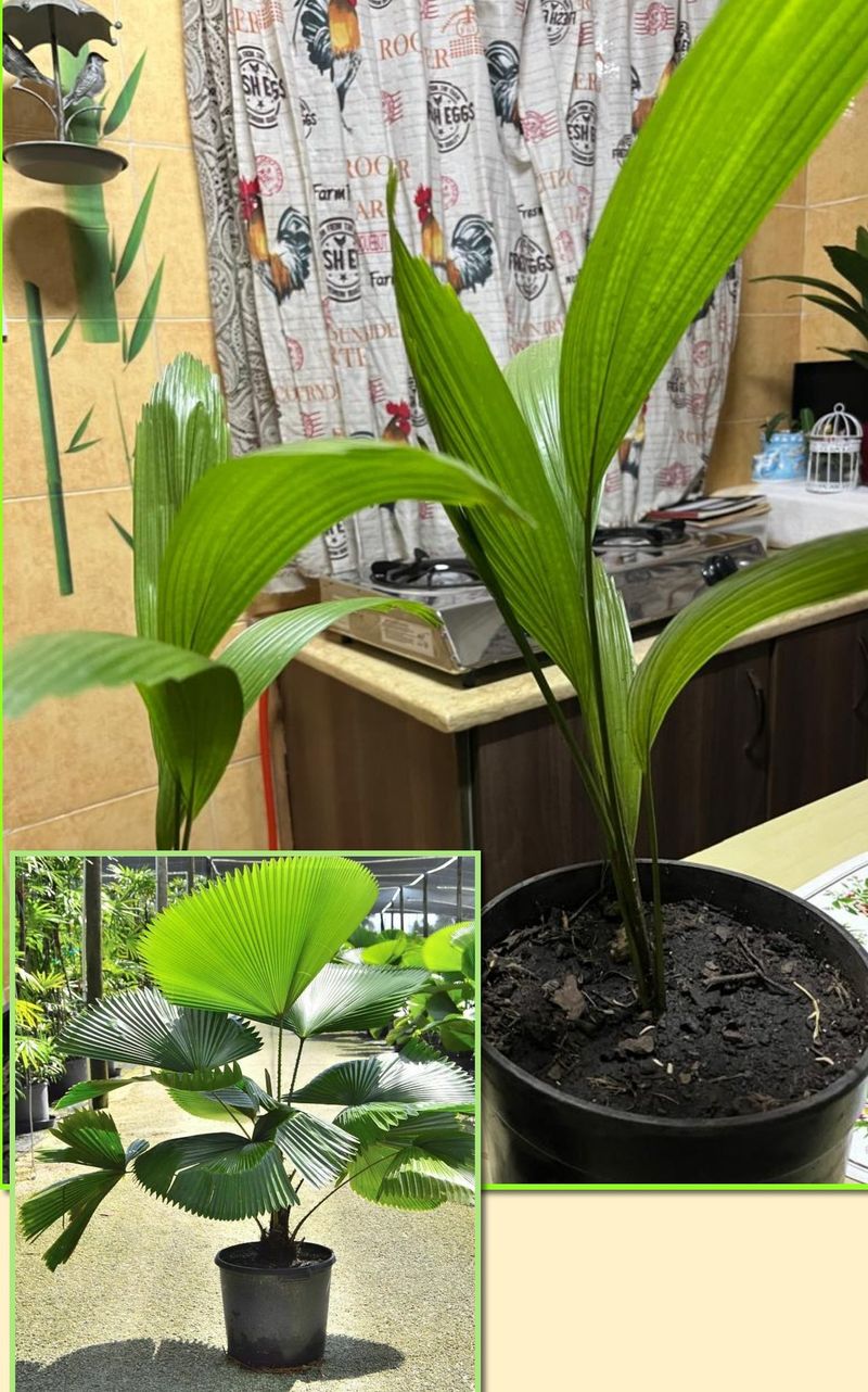 Licuala Grandis Palm