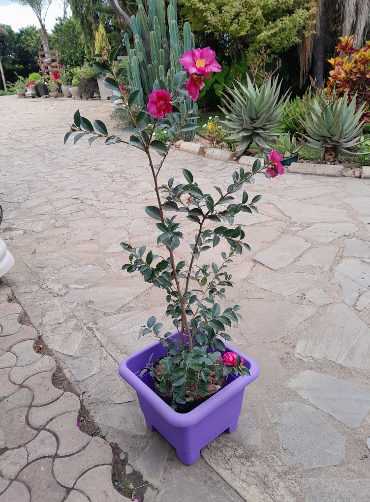 Beautiful Camellia Kanjiro from The Plant Space nursery