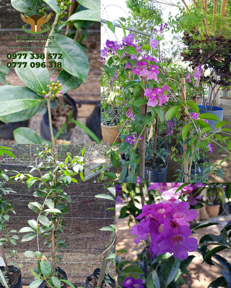 Garlic Vine blooming at The Plant Space