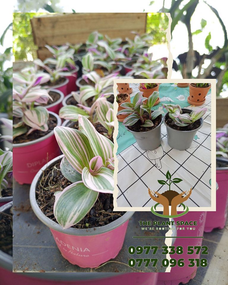 Tradescantia Nanouk