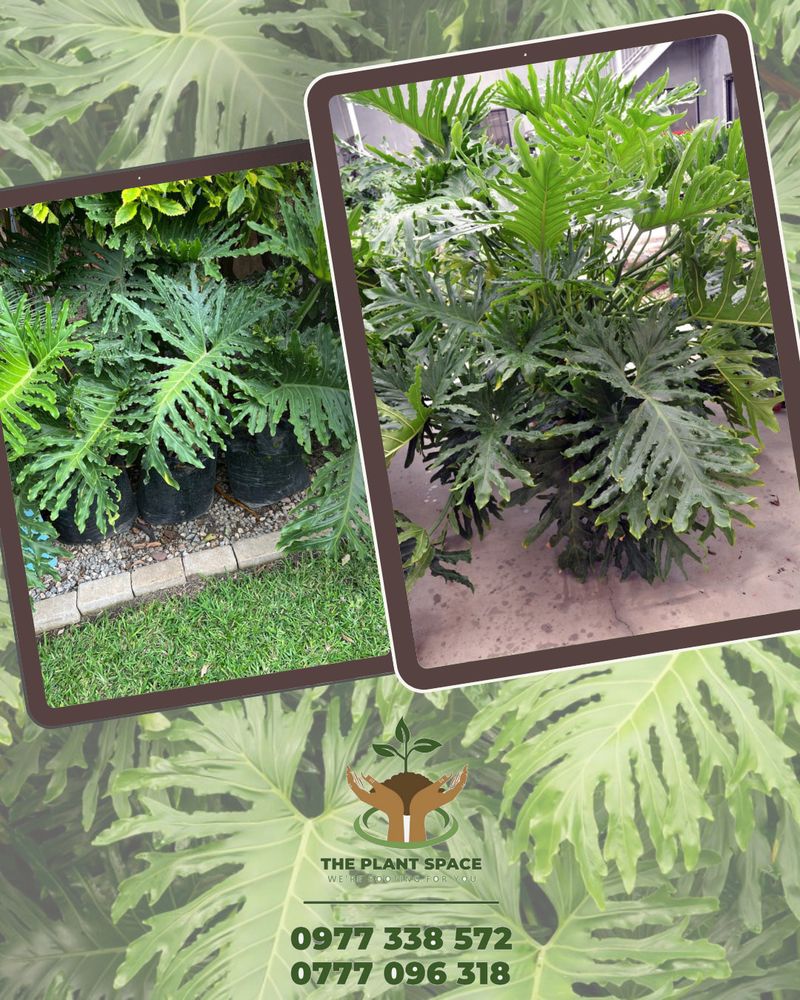 Philodendron Xanadu — lush indoor plant from The Plant Space Zambia